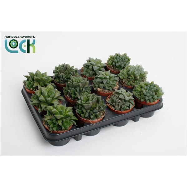 Горшечные цветы и растения оптом Glasworthia Truncata Mix от 12шт из Голландии с доставкой по России