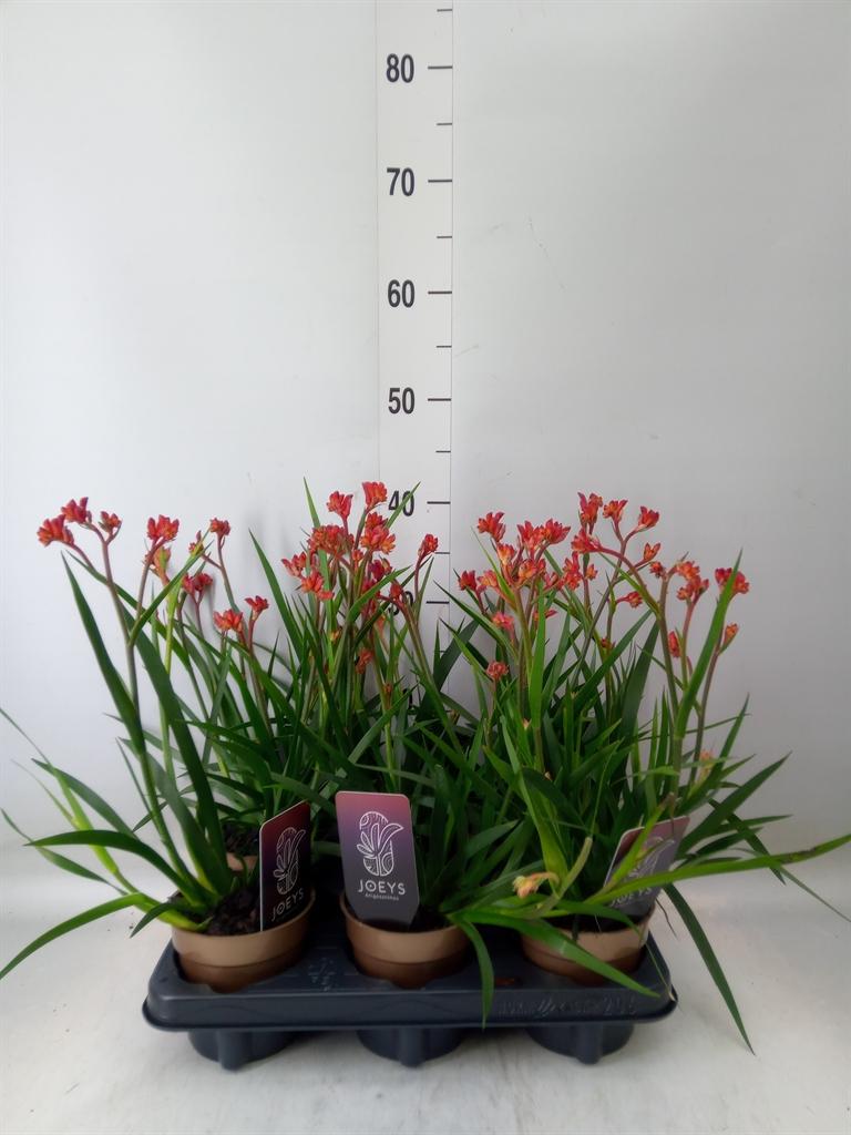 Горшечные цветы и растения оптом Anigozanthos от 6шт из Голландии с доставкой по России