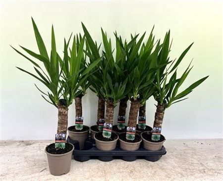 Горшечные цветы и растения оптом Yucca 30cm Meerkop от 8шт из Голландии с доставкой по России