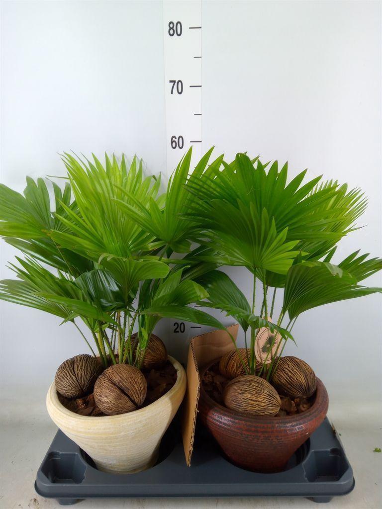 Горшечные цветы и растения оптом Livistona Rotundifolia от 2шт из Голландии с доставкой по России