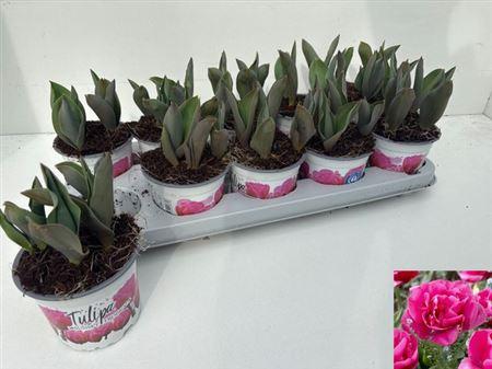 Горшечные цветы и растения оптом Tul Ov Dubbel от 10шт из Голландии с доставкой по России