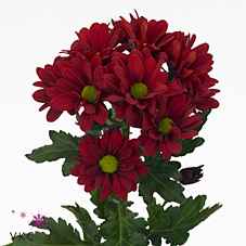 Срезанные цветы оптом Chrys sp barolo от 80шт из Голландии с доставкой по России