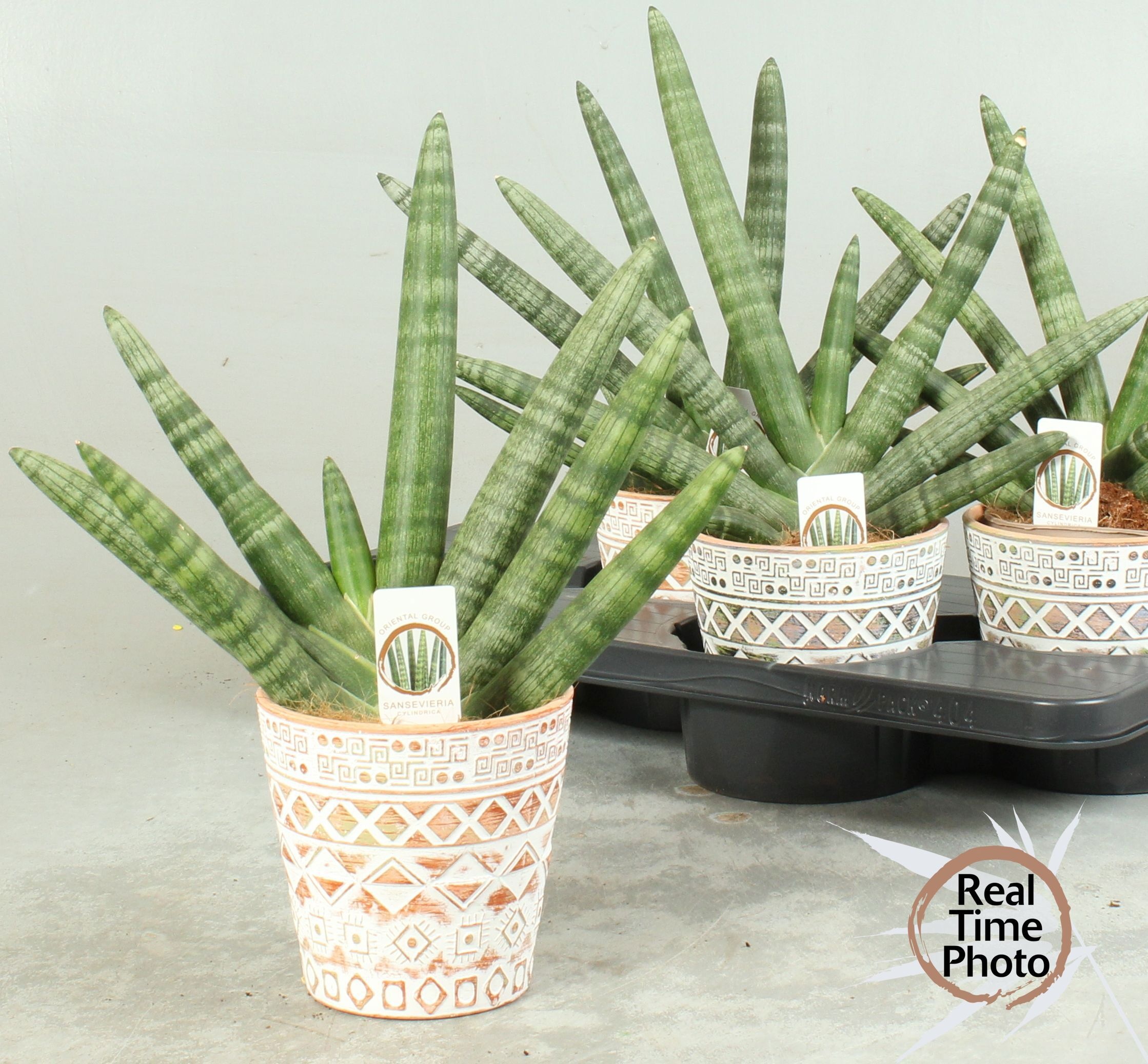 Горшечные цветы и растения оптом Sansev Cy Handshake от 4шт из Голландии с доставкой по России