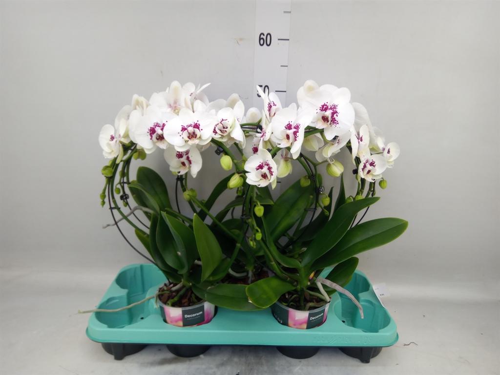 Горшечные цветы и растения оптом Phalaenopsis   ... от 5шт из Голландии с доставкой по России