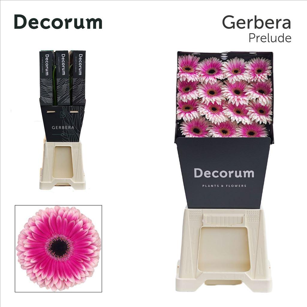Срезанные цветы оптом Gerbera diamond prelude от 45шт из Голландии с доставкой по России