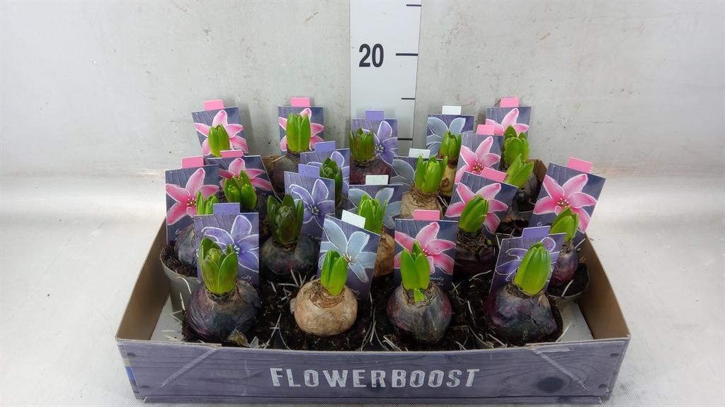 Горшечные цветы и растения оптом Hyacinthus Orie.   ...mix от 18шт (для телеги) из Голландии с доставкой по России