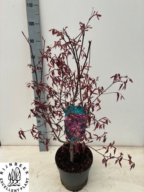 Горшечные цветы и растения оптом Acer Pa Atropurpureu от 1шт из Голландии с доставкой по России