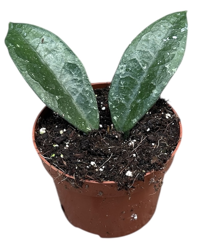 Горшечные цветы и растения оптом Hoya Aff Vitellina от 1шт из Голландии с доставкой по России