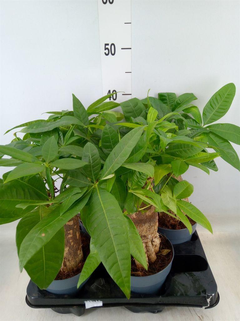 Горшечные цветы и растения оптом Pachira Aquatica от 4шт из Голландии с доставкой по России