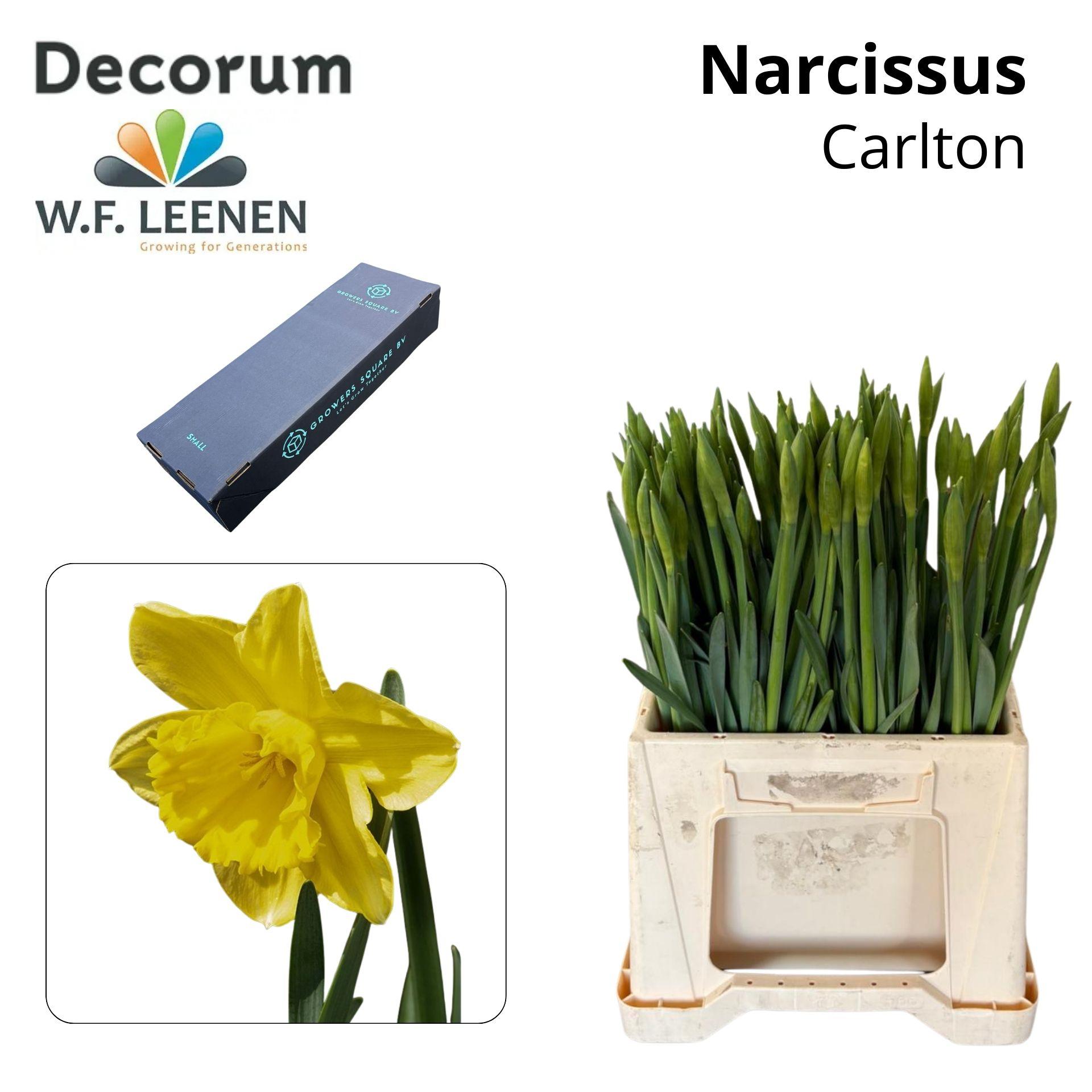 Срезанные цветы оптом Narcissus si carlton in box от 100шт из Голландии с доставкой по России