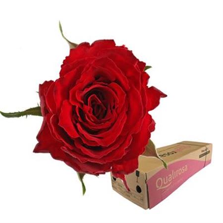 Срезанные цветы оптом Rosa large madam red от 460шт из Голландии с доставкой по России