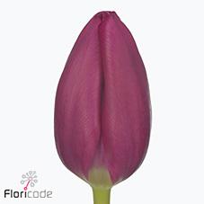 Срезанные цветы оптом Tulipa si pink ardour от 100шт из Голландии с доставкой по России