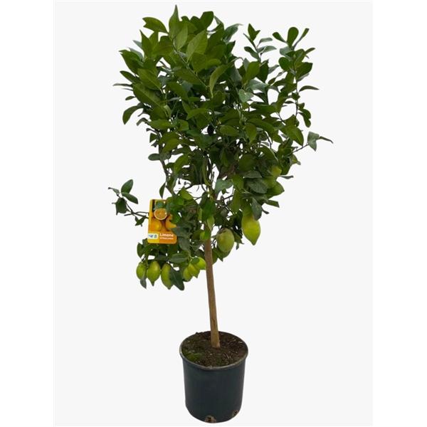 Горшечные цветы и растения оптом Citrus Lemon On Stem от 1шт (для телеги) из Голландии с доставкой по России