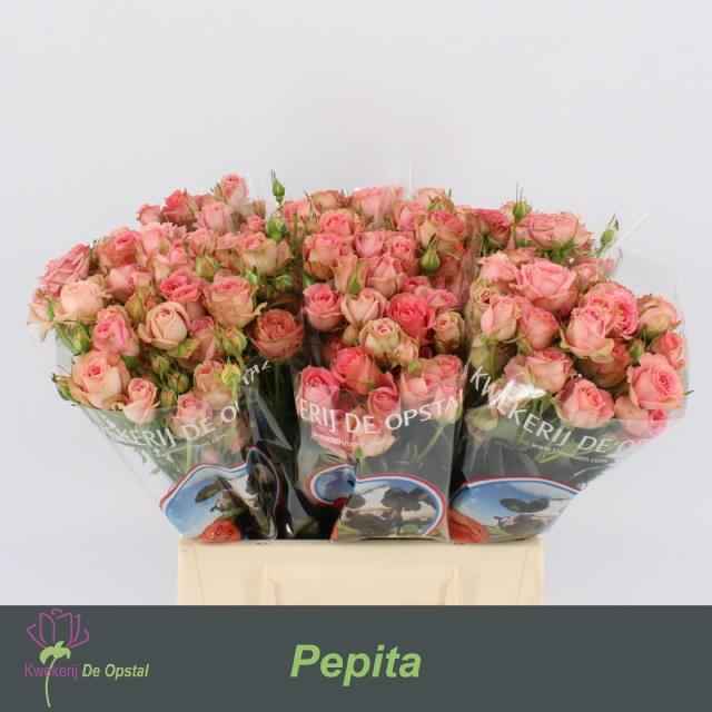 Срезанные цветы оптом Rosa sp pepita от 40шт из Голландии с доставкой по России