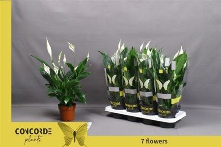 Горшечные цветы и растения оптом Spath Pico Cupido 7+ (concorde) от 8шт из Голландии с доставкой по России Горшечные цветы и растения оптом Spath Pico Cupido 7+ (concorde) от 8шт из Голландии с доставкой по России
