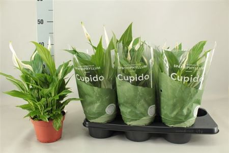 Горшечные цветы и растения оптом Spath Pearl Cupido 6+ от 6шт из Голландии с доставкой по России