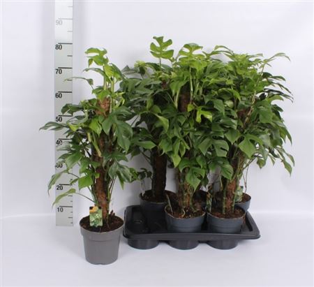 Горшечные цветы и растения оптом Monstera Minima Mosstok от 6шт из Голландии с доставкой по России