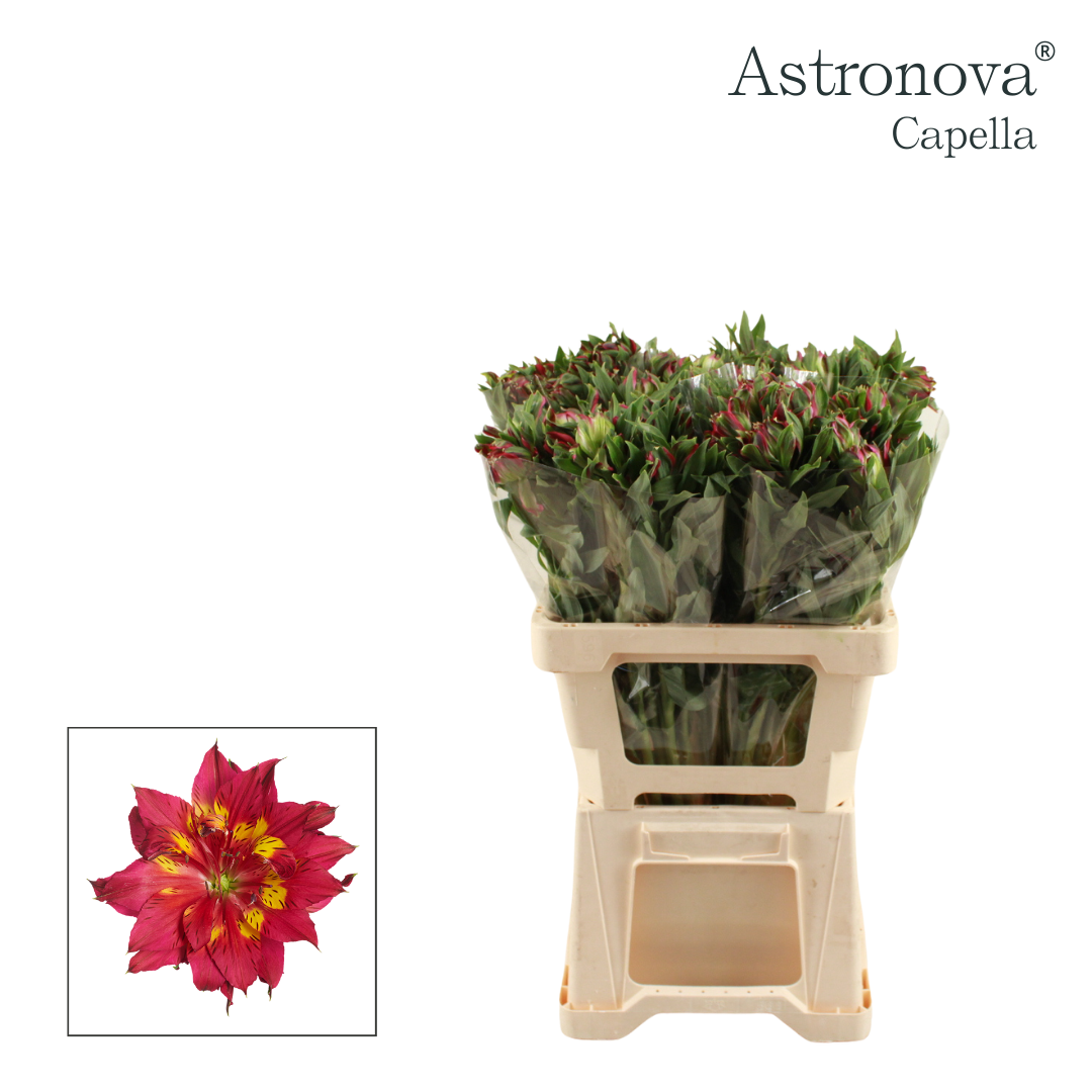 Срезанные цветы оптом Alstroemeria si astronova capella от 50шт из Голландии с доставкой по России