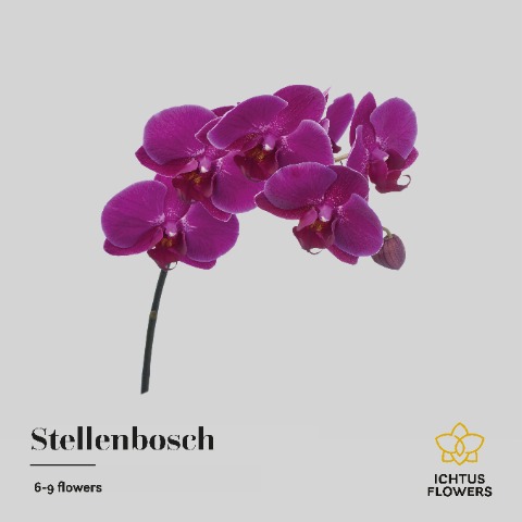 Срезанные цветы оптом Phalaenopsis anthura stellenbosch (per stem) от 6шт. из Голландии с доставкой по России