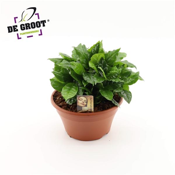 Горшечные цветы и растения оптом Coffea Arabica Bowl от 2шт из Голландии с доставкой по России