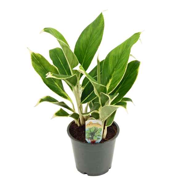 Горшечные цветы и растения оптом Aglaonema White Lime от 10шт из Голландии с доставкой по России