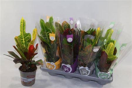 Горшечные цветы и растения оптом Codiaeum Excellent от 8шт из Голландии с доставкой по России