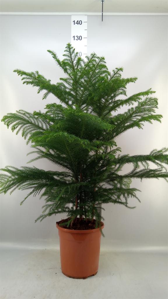 Горшечные цветы и растения оптом Araucaria Heterophylla A от 1шт из Голландии с доставкой по России