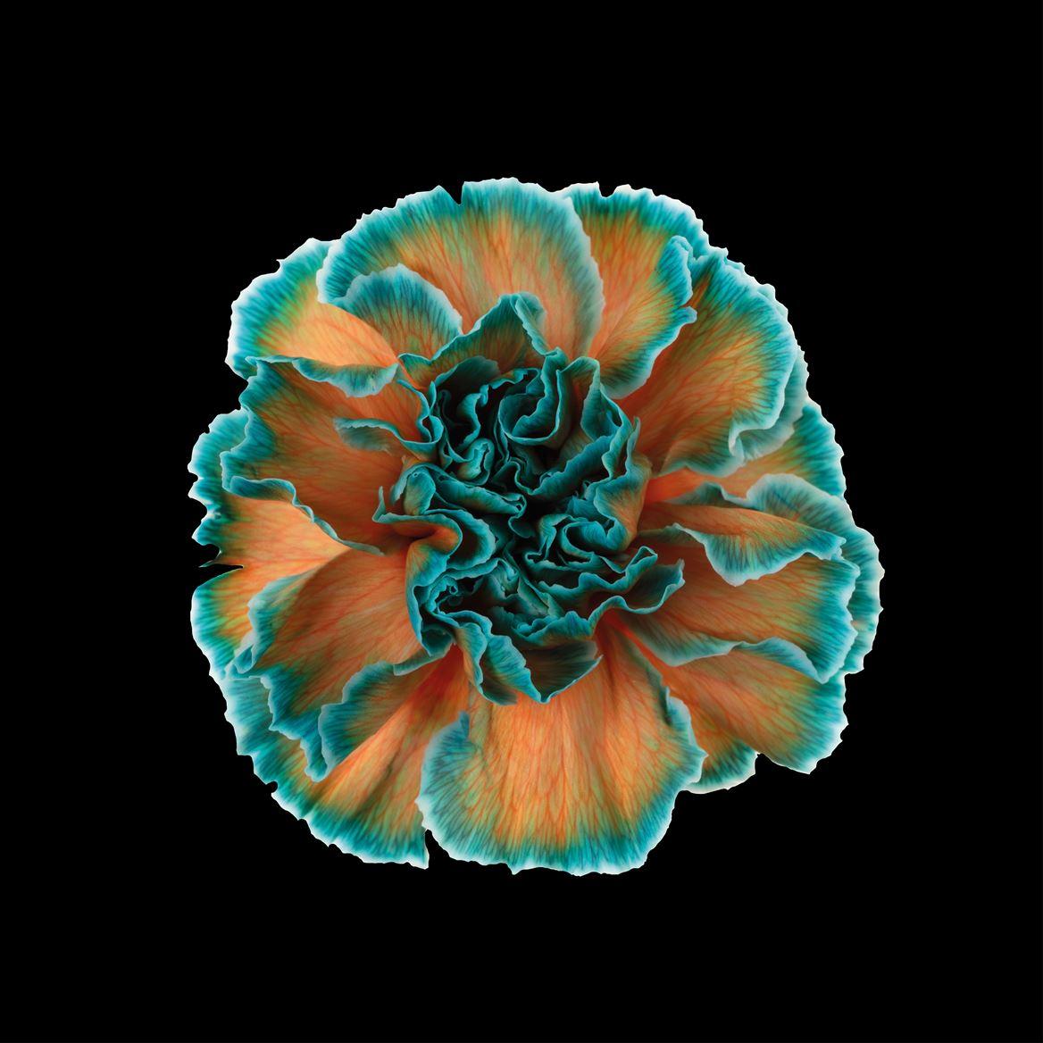 Срезанные цветы оптом Dianthus st paint blue bay от 80шт из Голландии с доставкой по России