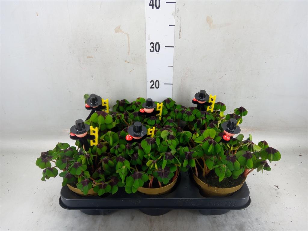 Горшечные цветы и растения оптом Oxalis Deppei от 6шт из Голландии с доставкой по России