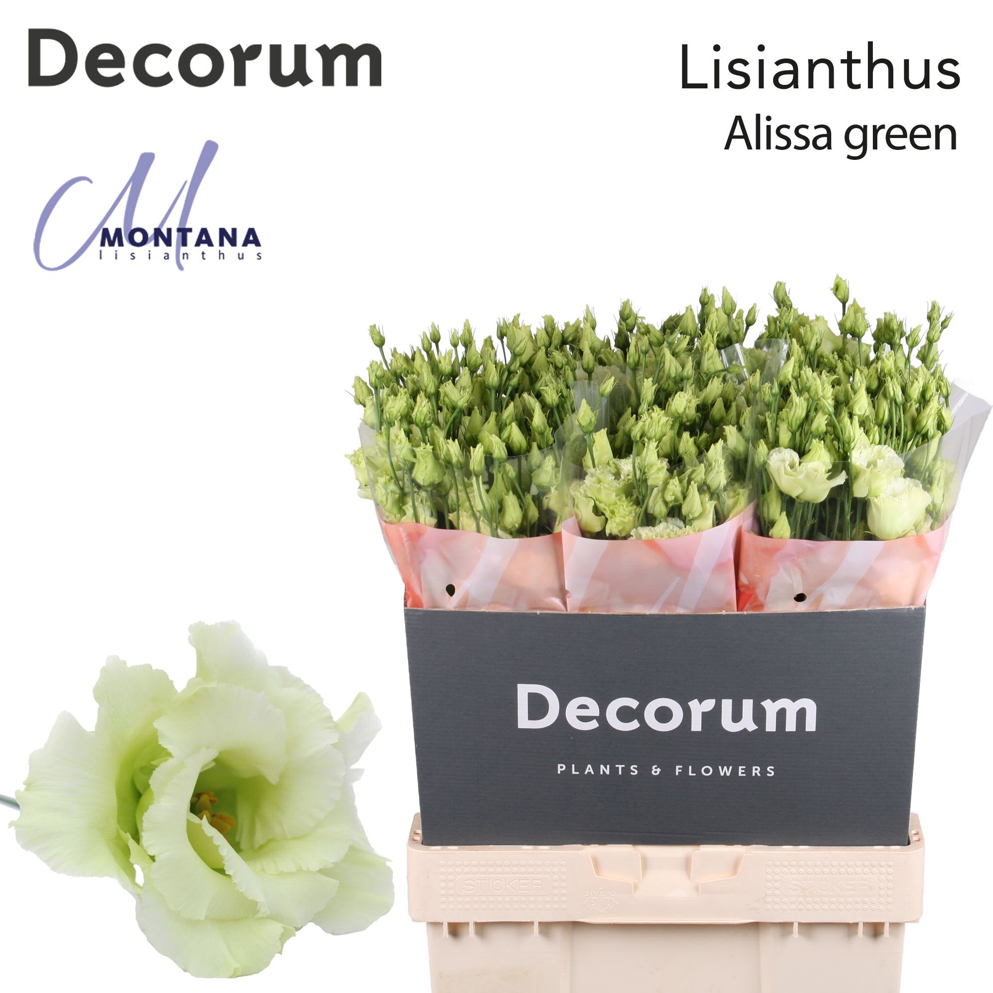 Срезанные цветы оптом Lisianthus do alissa green от 60шт из Голландии с доставкой по России