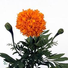 Срезанные цветы оптом Tagetes promise orange от 60шт из Голландии с доставкой по России
