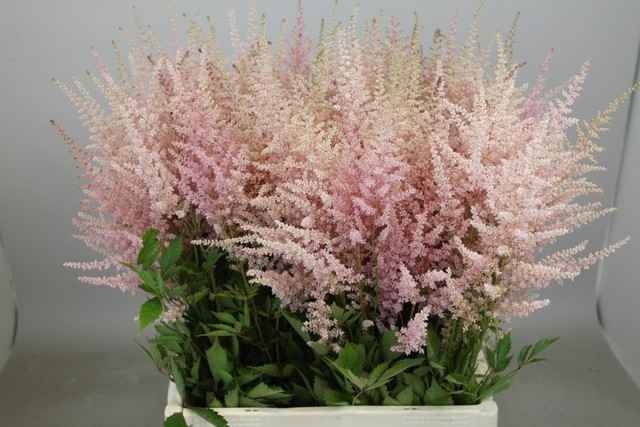 Срезанные цветы оптом Astilbe erica от 100шт из Голландии с доставкой по России