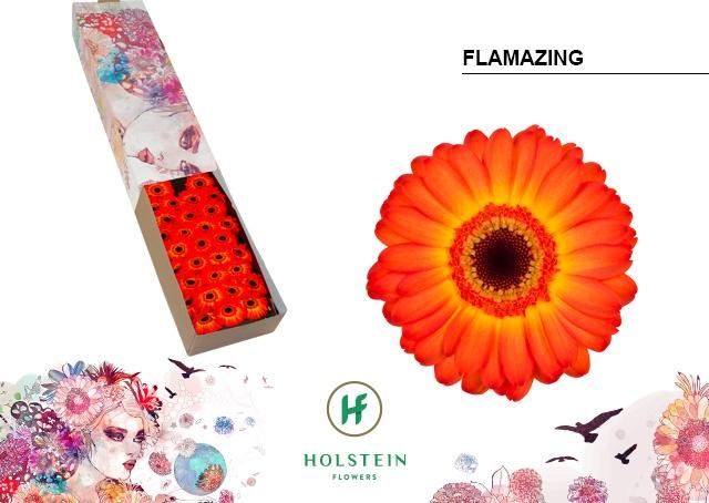 Срезанные цветы оптом Germini flamazing от 60шт. из Голландии с доставкой по России