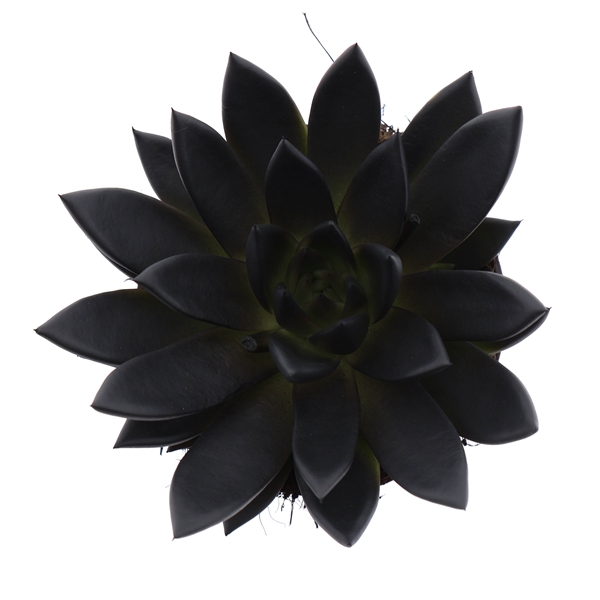 Горшечные цветы и растения оптом Echeveria Rainbow Deep Black от 6шт из Голландии с доставкой по России
