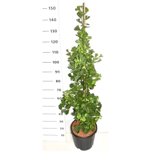 Горшечные цветы и растения оптом Ginkgo Bil Fastigiata Blagon от 1шт из Голландии с доставкой по России