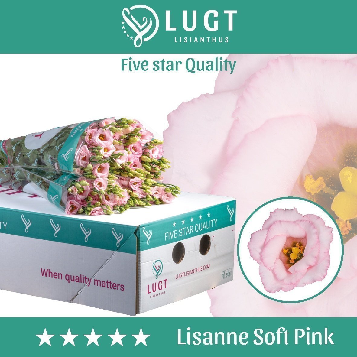 Срезанные цветы оптом Lisianthus do lisanne soft pink от 140шт из Голландии с доставкой по России