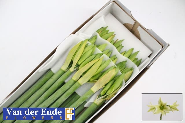 Срезанные цветы оптом Hippeastrum mini green valley от 20шт из Голландии с доставкой по России