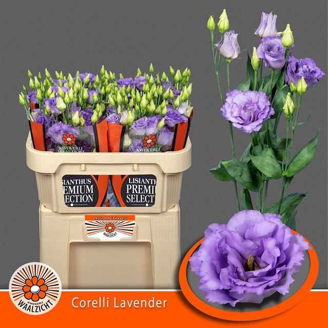 Срезанные цветы оптом Lisianthus do corelli lavender от 40шт из Голландии с доставкой по России