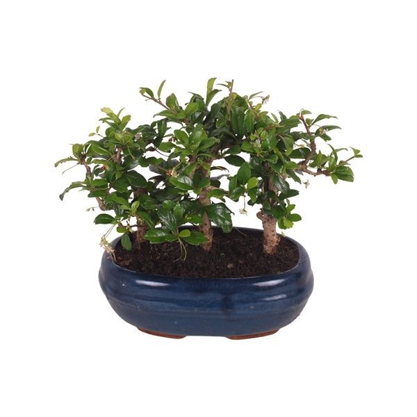 Горшечные цветы и растения оптом Bonsai Mix Forest In Ceramic от 5шт из Голландии с доставкой по России