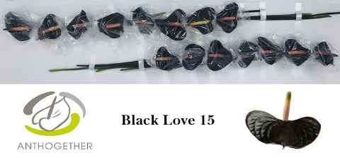 Срезанные цветы оптом Anthurium love black от 15шт из Голландии с доставкой по России