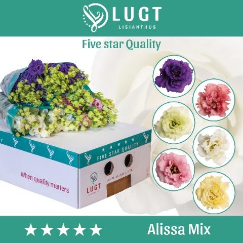Срезанные цветы оптом Lisianthus do alissa mix in bucket от 50шт. из Голландии с доставкой по России