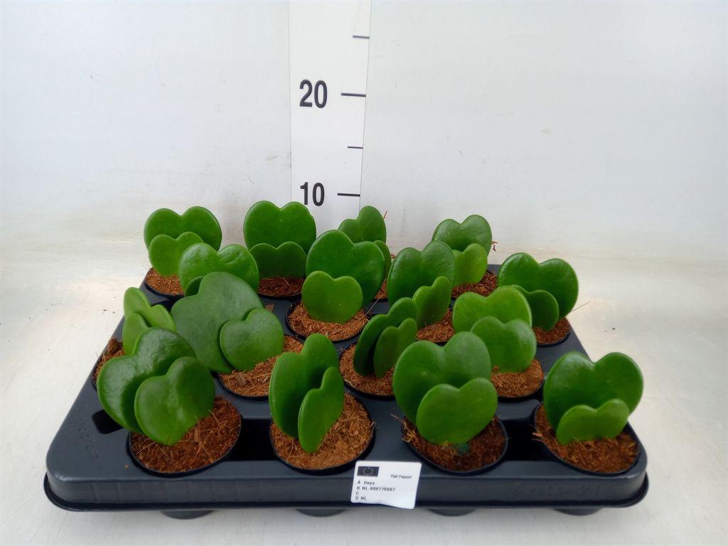 Горшечные цветы и растения оптом Hoya Kerrii от 16шт (для телеги) из Голландии с доставкой по России