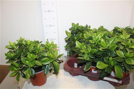 Горшечные цветы и растения оптом Gardenia Jasminoides 6 Bloemen+++ от 6шт из Голландии с доставкой по России