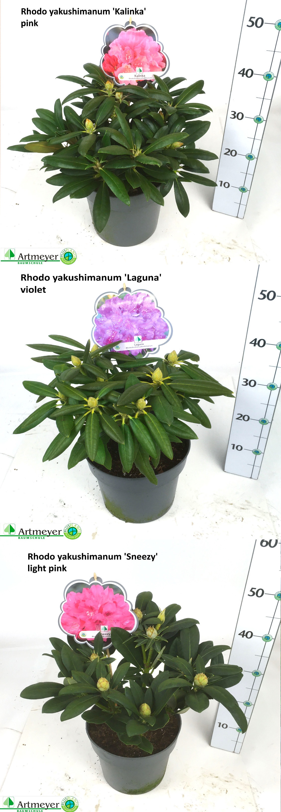 Горшечные цветы и растения оптом Rhod Ya Ov от 1шт из Голландии с доставкой по России