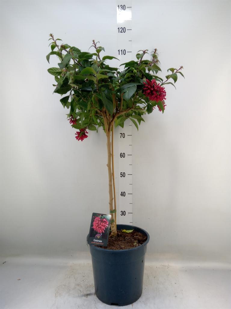 Горшечные цветы и растения оптом Cestrum   ...stam от 1шт из Голландии с доставкой по России