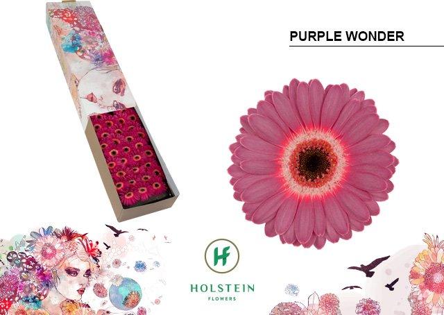 Срезанные цветы оптом Germini purple wonder от 60шт из Голландии с доставкой по России