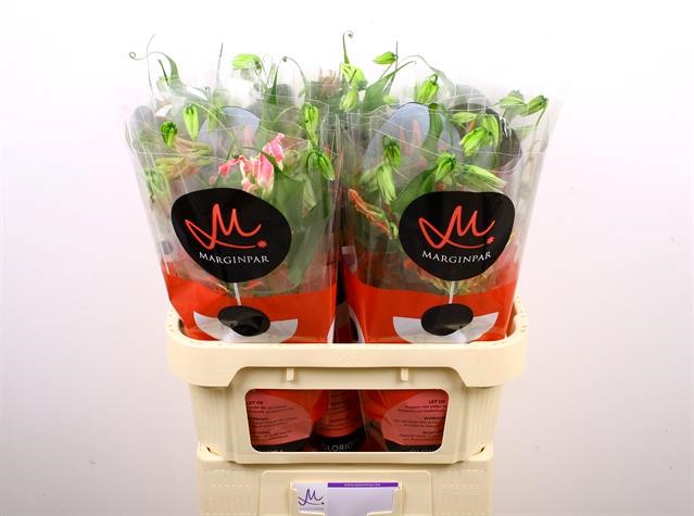 Срезанные цветы оптом Gloriosa fifty shades от 20шт из Голландии с доставкой по России