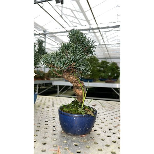 Горшечные цветы и растения оптом Bonsai Pinus Parviflora, 10cm. (single Item) от 1шт из Голландии с доставкой по России