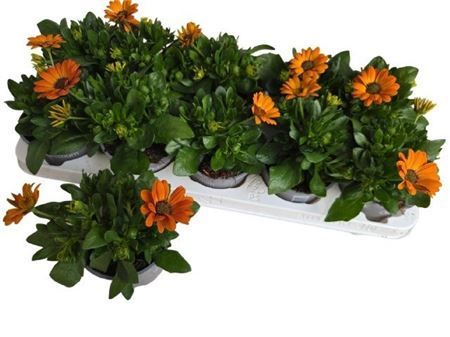 Горшечные цветы и растения оптом Osteo Fp Orange от 10шт из Голландии с доставкой по России