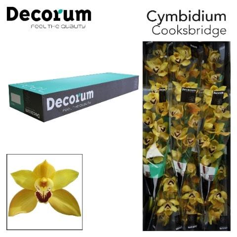 Срезанные цветы оптом Cymbidium yellow cookbridge от 9шт. из Голландии с доставкой по России